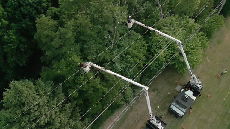 Best Hazardous Tree Removal  in Arcadia, FL